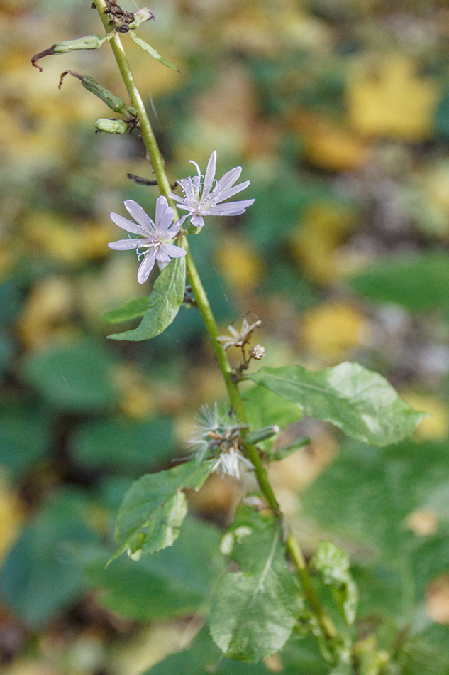 Image of Cicerbita prenanthoides specimen.