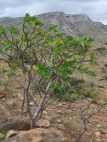Jatropha unicostata. Плодоносящее растение. Сокотра, плато Хомхи. 29.12.2013.
