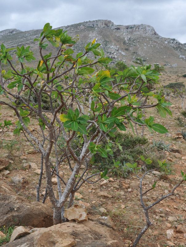 Image of Jatropha unicostata specimen.