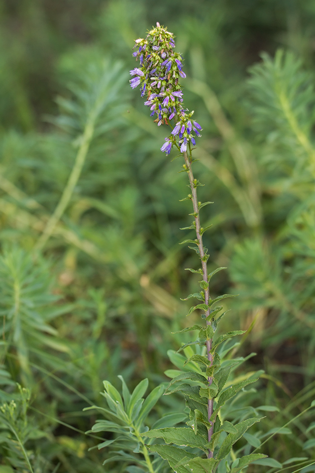 Image of Campanula bononiensis specimen.