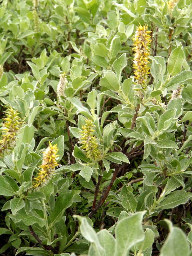 Image of Salix lanata specimen.