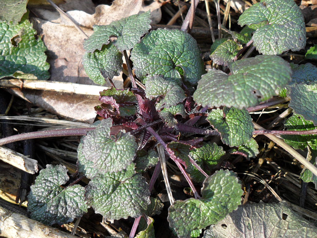 Image of Alliaria petiolata specimen.