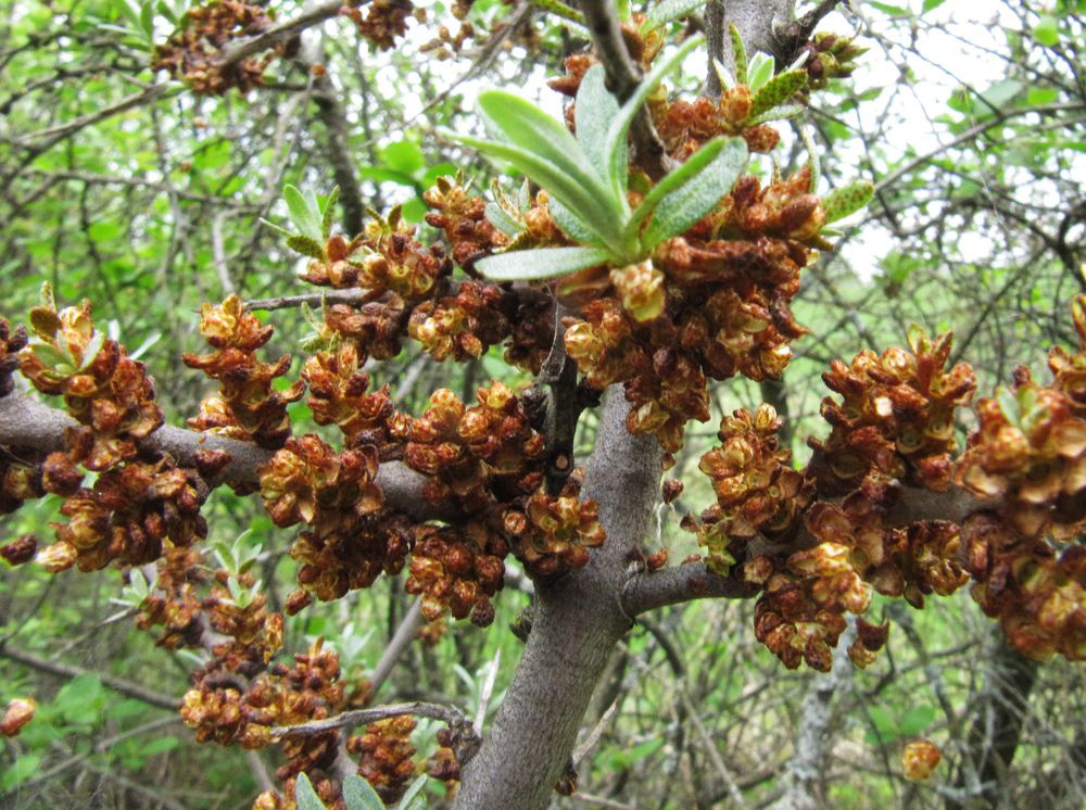 Image of Hippophae rhamnoides specimen.