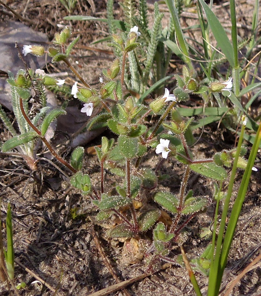 Image of Cerastium pseudobulgaricum specimen.