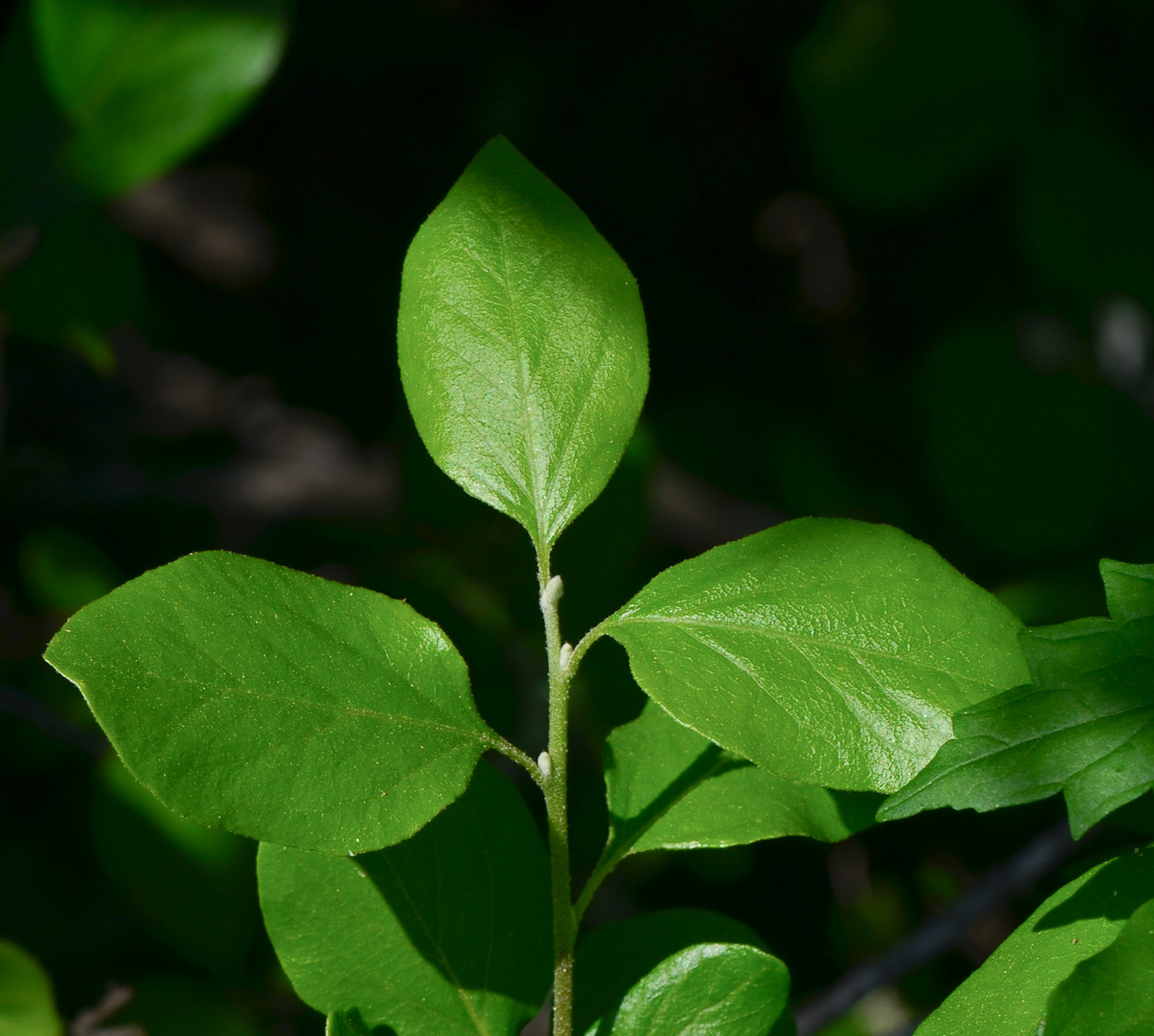 Image of Styrax officinalis specimen.