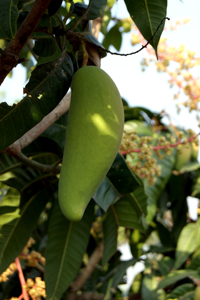 Изображение особи Mangifera indica .