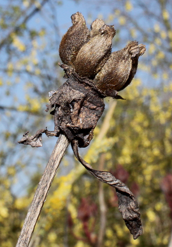 Изображение особи Paeonia rockii.