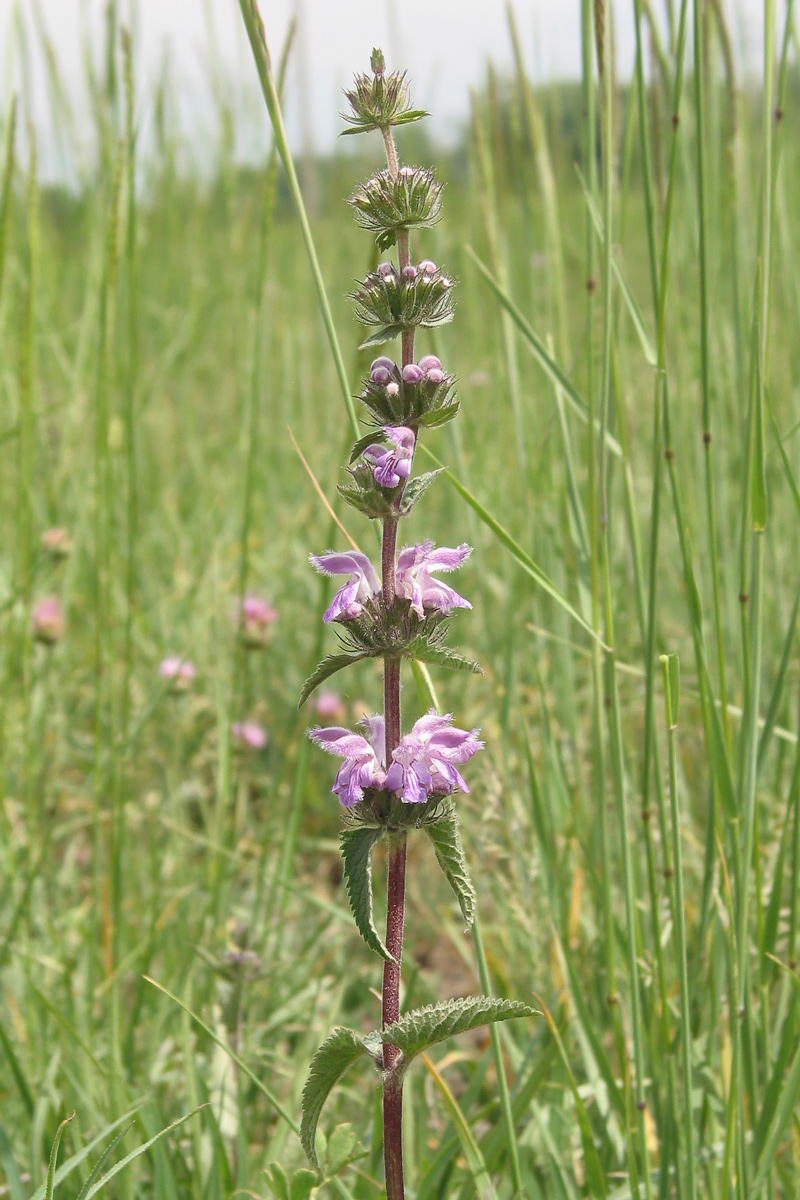 Image of Phlomoides tuberosa specimen.