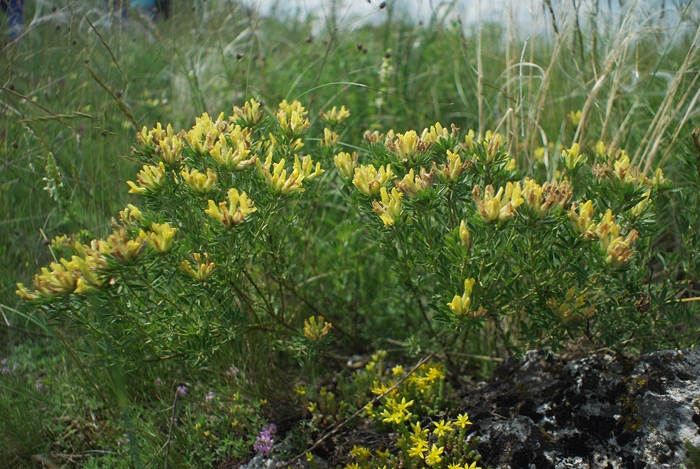 Image of genus Chamaecytisus specimen.