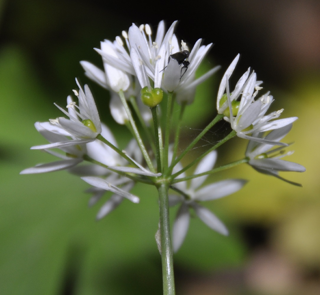 Изображение особи Allium ursinum.