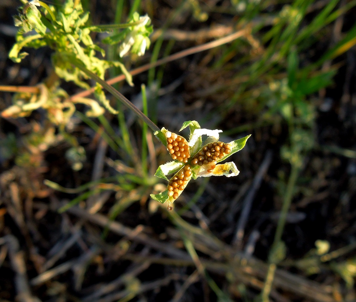 Image of Viola arvensis specimen.