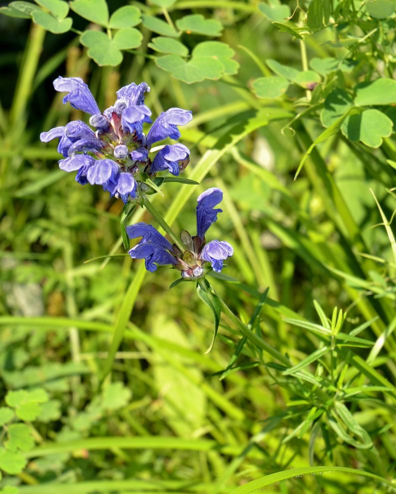 Image of Dracocephalum ruyschiana specimen.