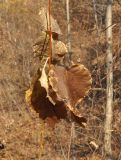 genus Populus. Верхушка молодого растения с увядающими листьями. Приморский край, Уссурийский р-н, окр. с. Монакино, лесная тропинка вдоль оврага. 22.10.2014.