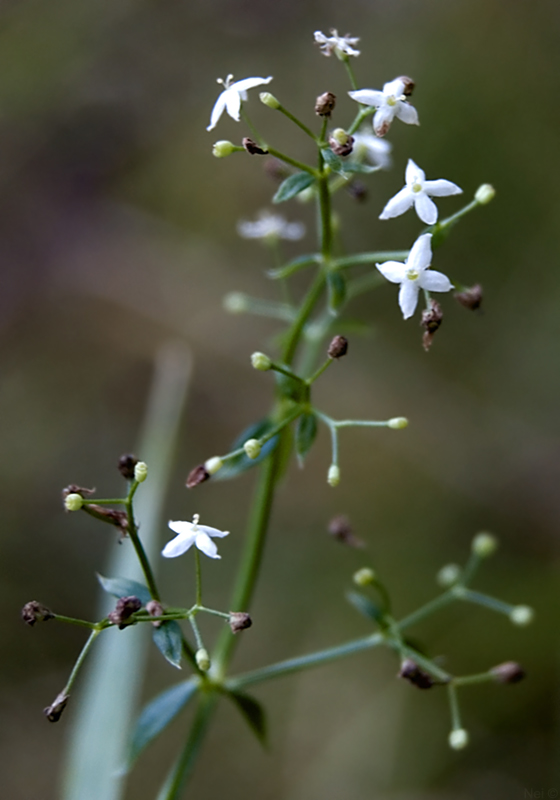 Изображение особи Galium mollugo.