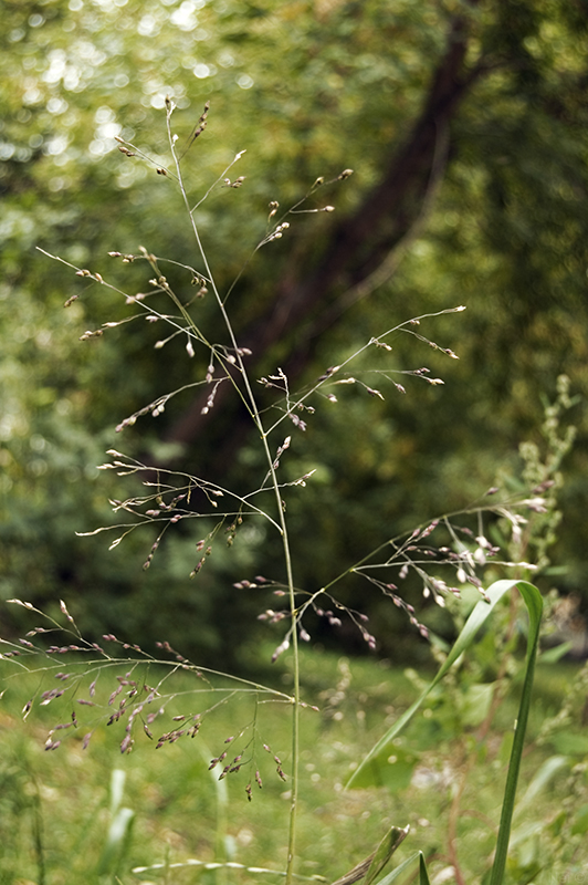 Image of Panicum miliaceum ssp. ruderale specimen.