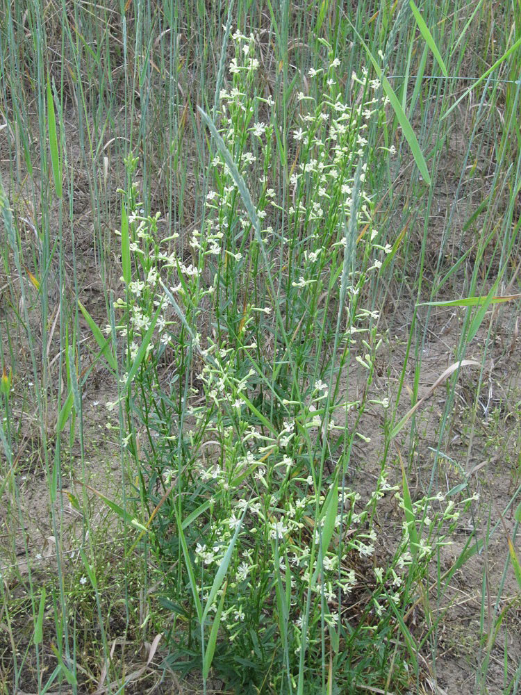 Image of Silene tatarica specimen.