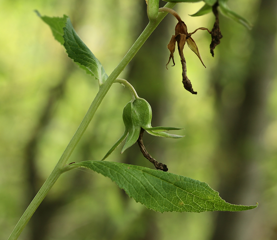 Image of Campanula rapunculoides specimen.