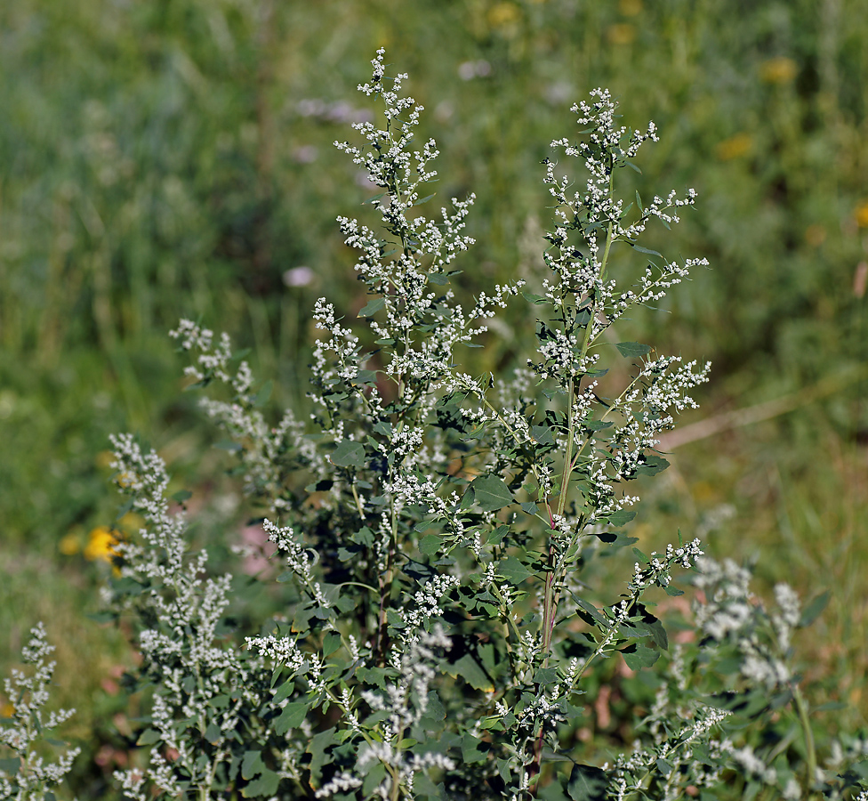 Image of Chenopodium album specimen.