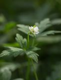 Geranium sibiricum