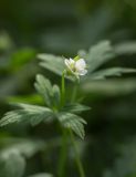 Смотреть изображение Geranium sibiricum