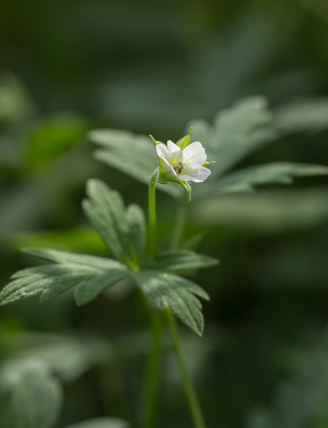 Image of Geranium sibiricum specimen.