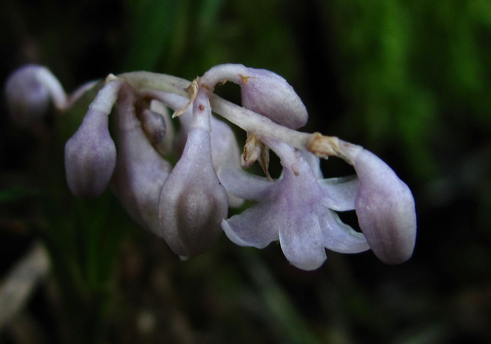 Изображение особи род Ophiopogon.