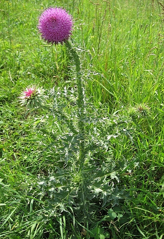 Image of Carduus thoermeri specimen.