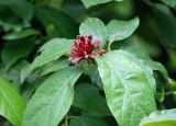 Calycanthus разновидность glaucus