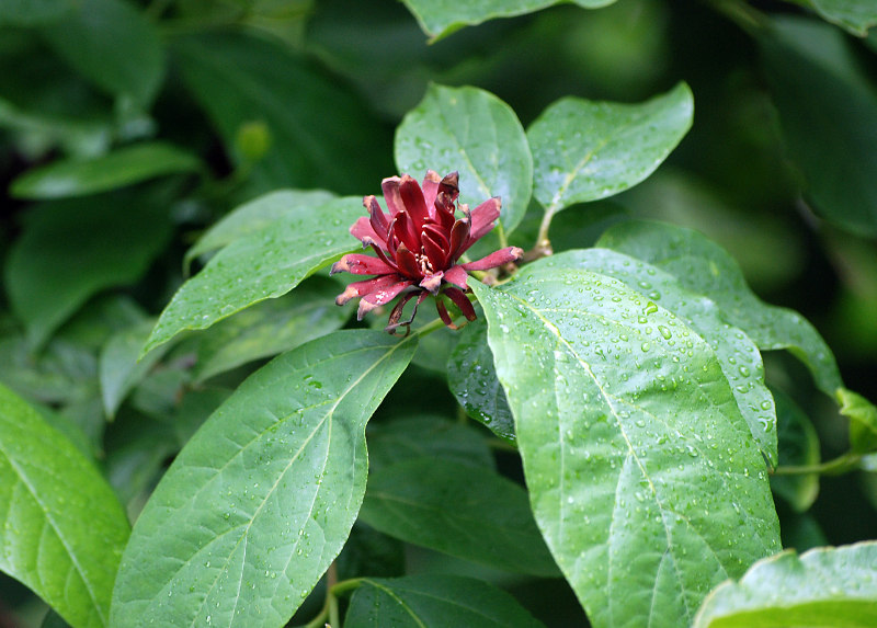 Изображение особи Calycanthus floridus var. glaucus.