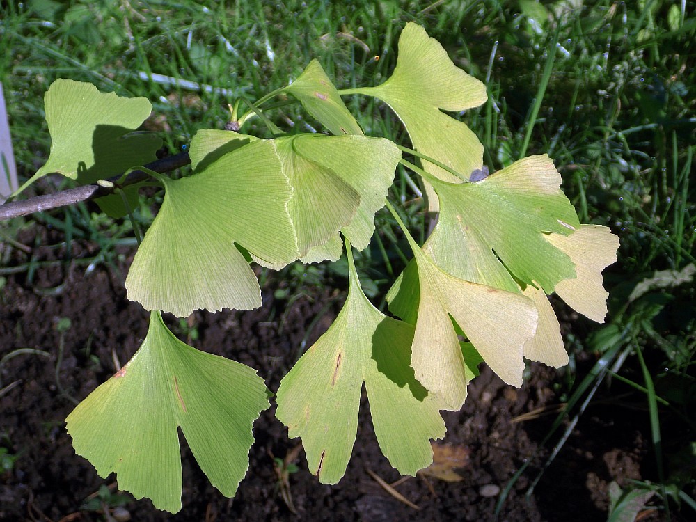 Image of Ginkgo biloba specimen.