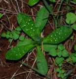Melanortocarya obtusifolia