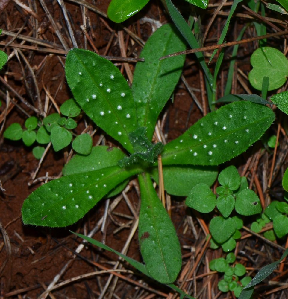 Изображение особи Melanortocarya obtusifolia.