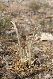 Ungernia sewerzowii. Расцветающее растение. Южный Казахстан, горы Алатау (Даубаба), северный макросклон, ~1550 м н.у.м. 04.07.2014.