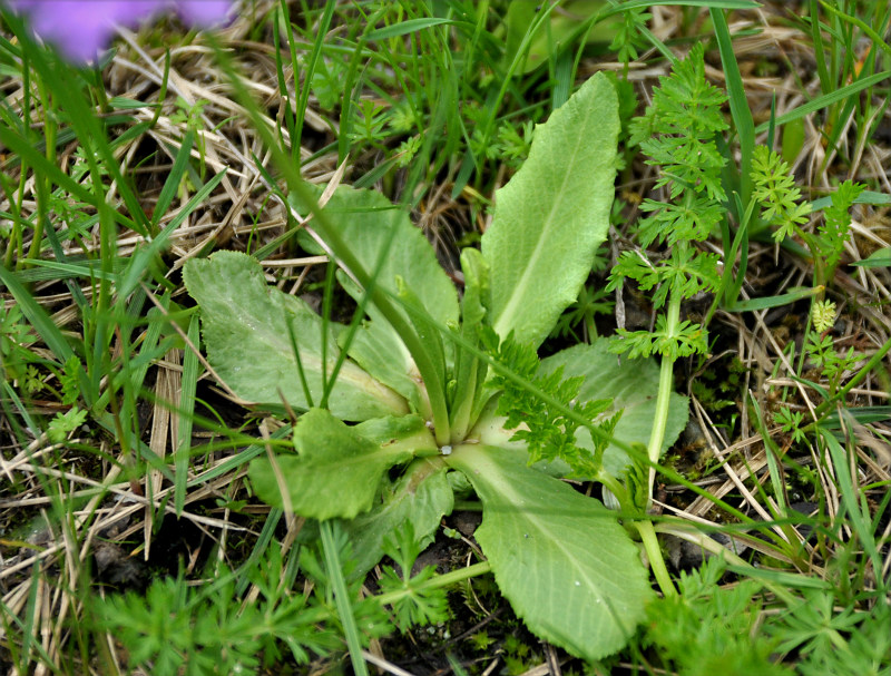 Изображение особи Primula algida.