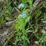 Myosotis palustris. Цветущее растение. Иркутская обл., Иркутский р-н, близ устья р Иркут, луг. 30.05.2015.