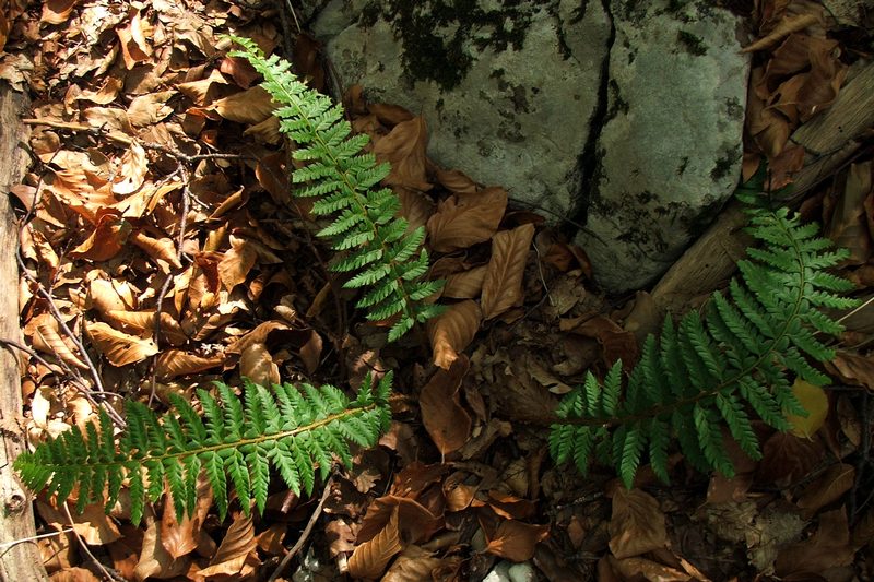 Image of Polystichum aculeatum specimen.