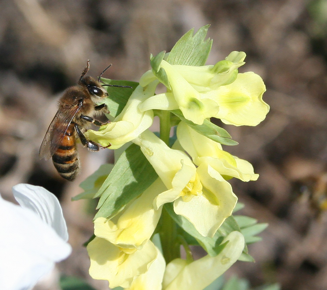 Image of Corydalis bracteata specimen.