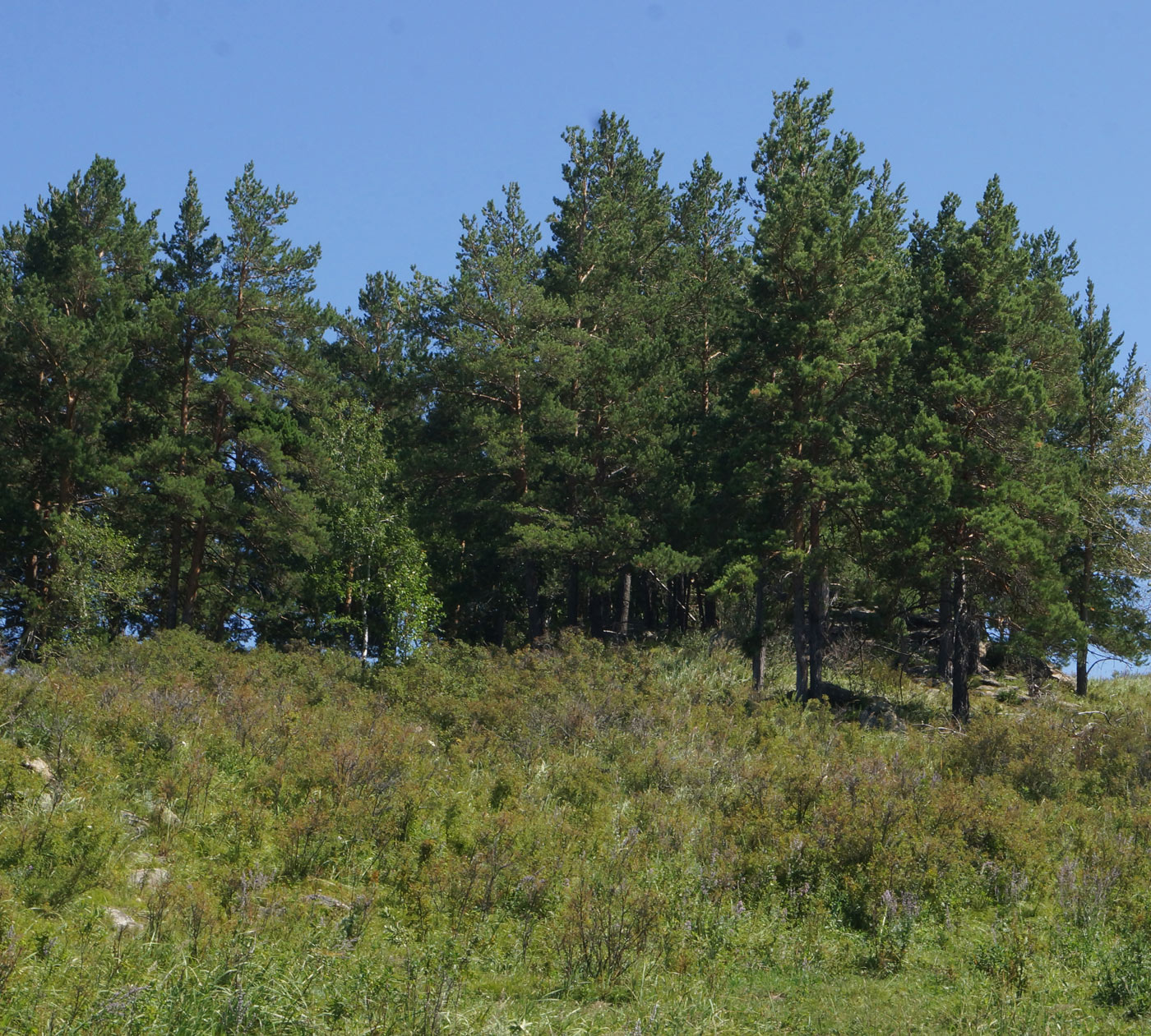 Изображение особи Pinus sylvestris.