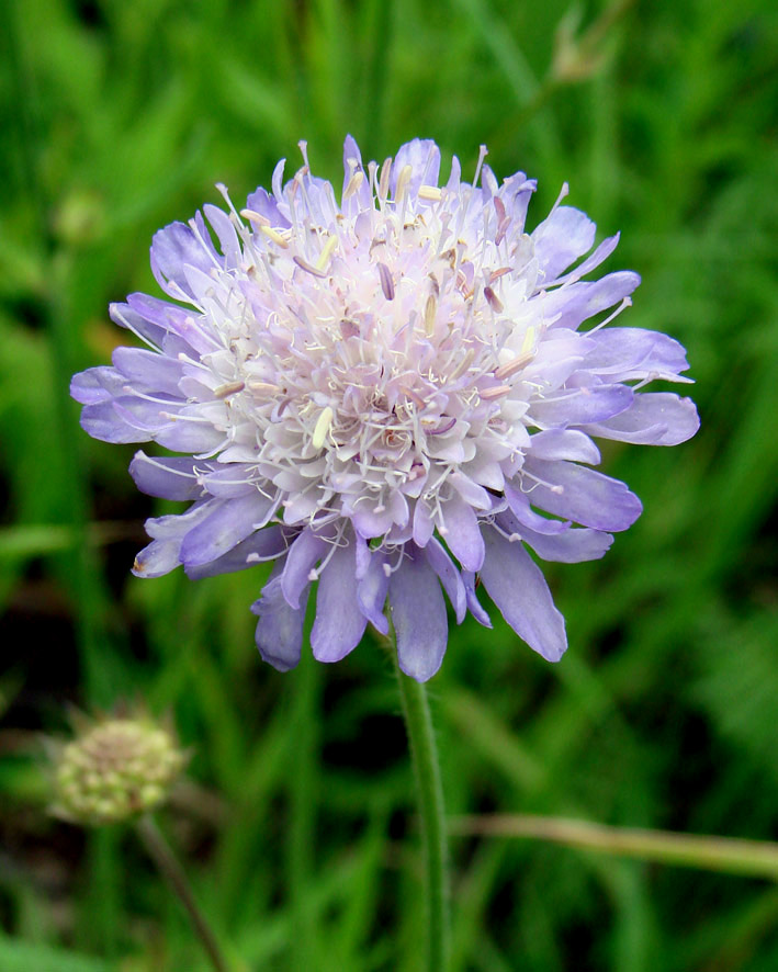 Image of Knautia arvensis specimen.