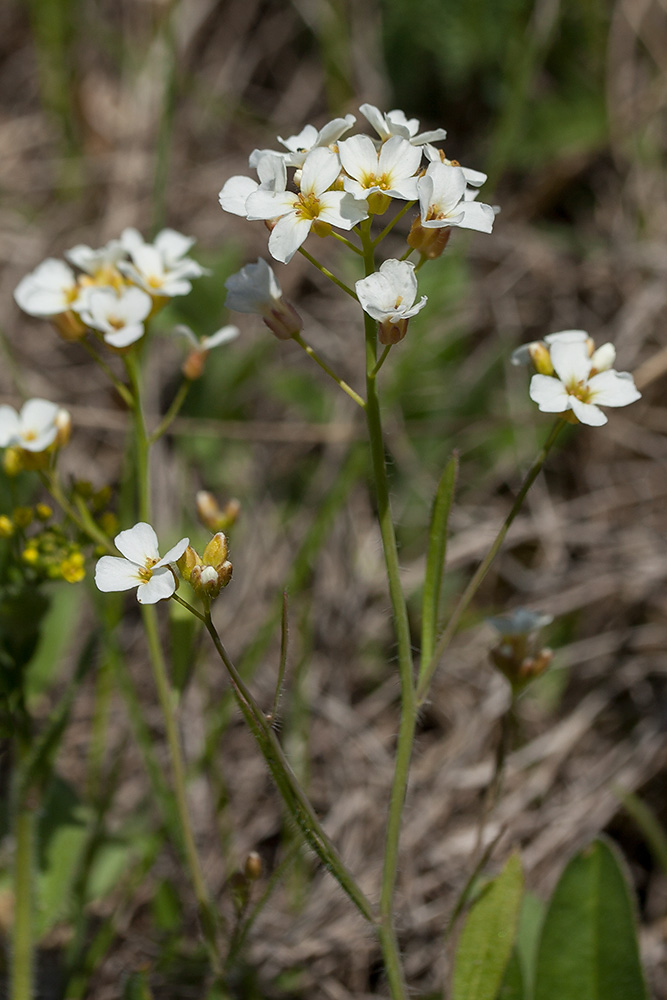 Изображение особи Arabidopsis arenosa.