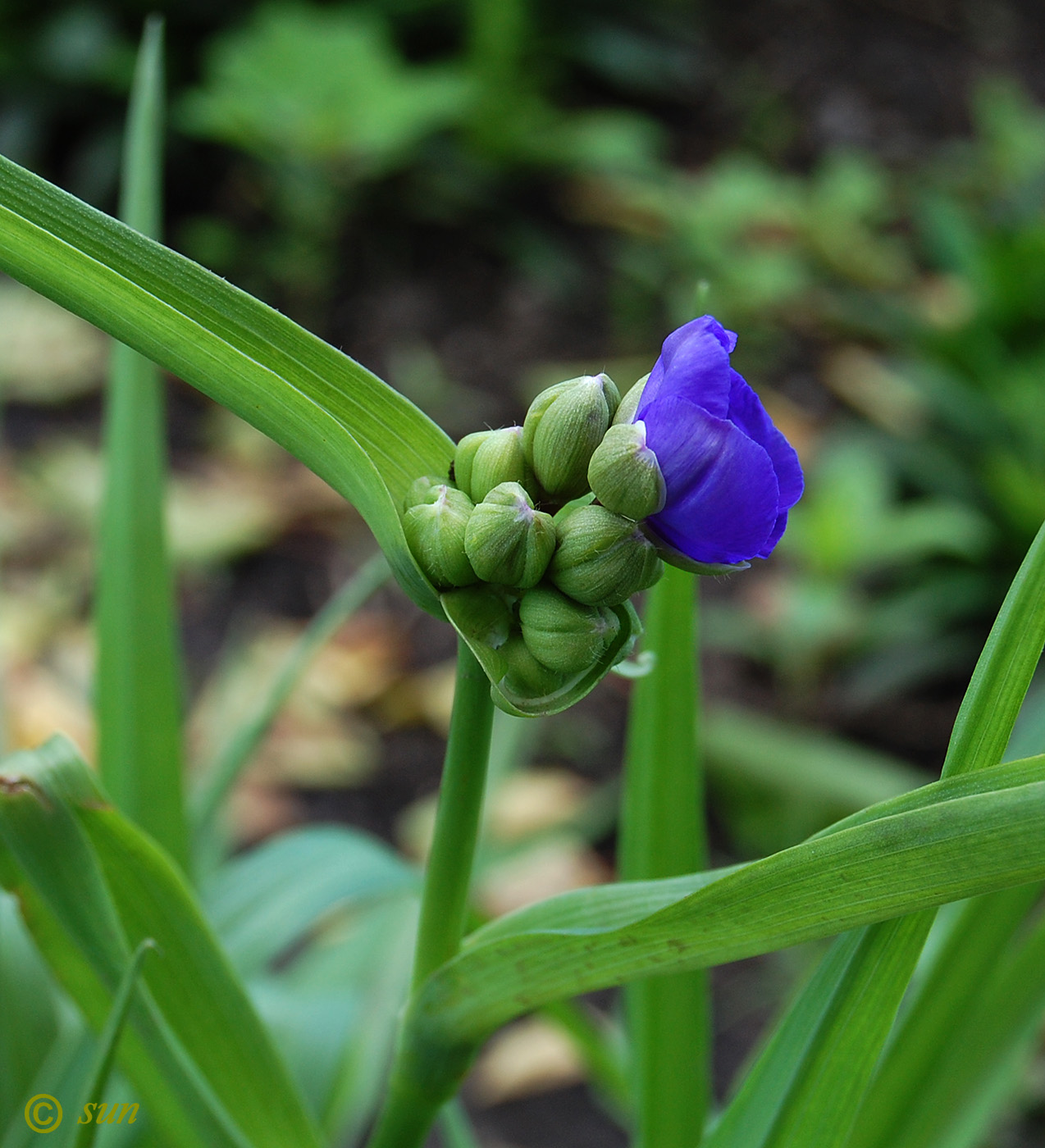 Image of Tradescantia virginiana specimen.