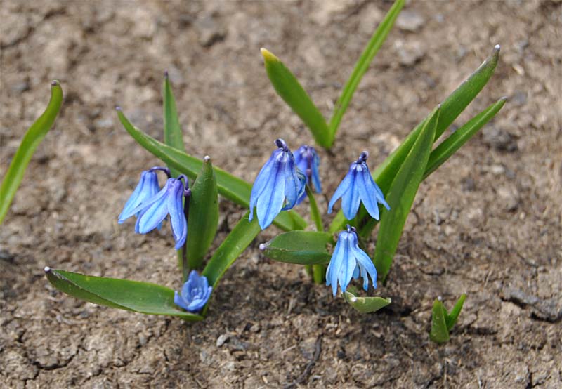 Image of Scilla armena specimen.