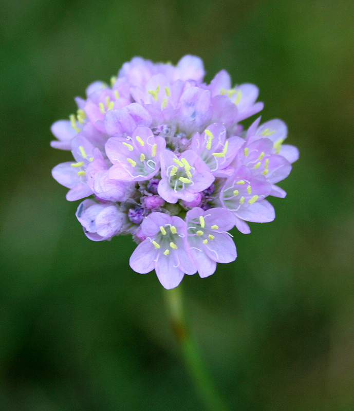 Image of Armeria vulgaris specimen.