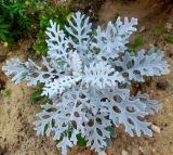 Senecio cineraria. Верхушка побега. Марий Эл, г. Йошкар-Ола, клумба. 19.07.2016.