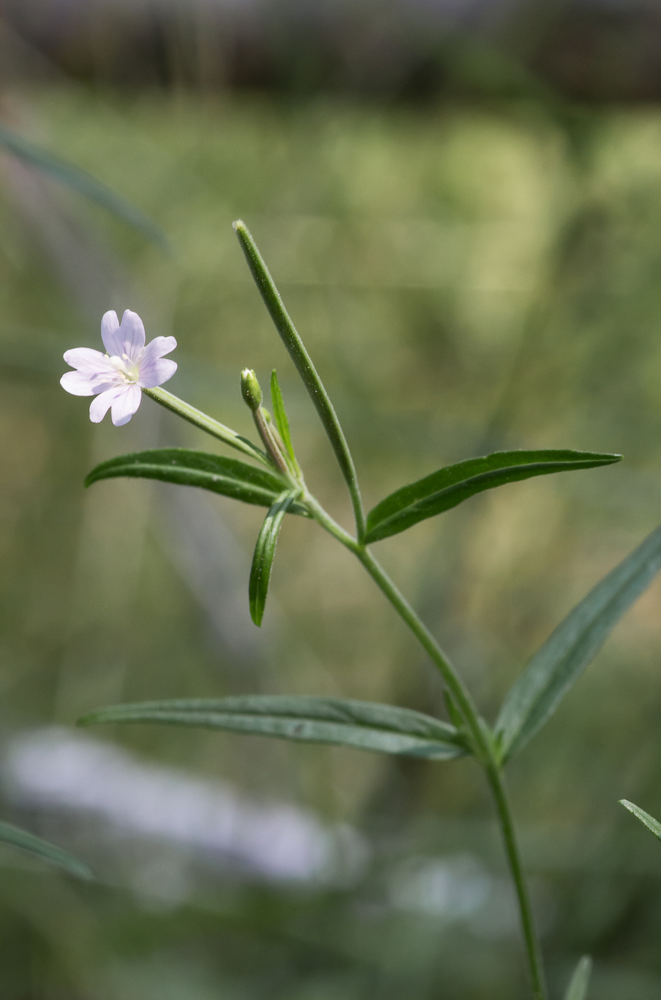 Image of Epilobium palustre specimen.