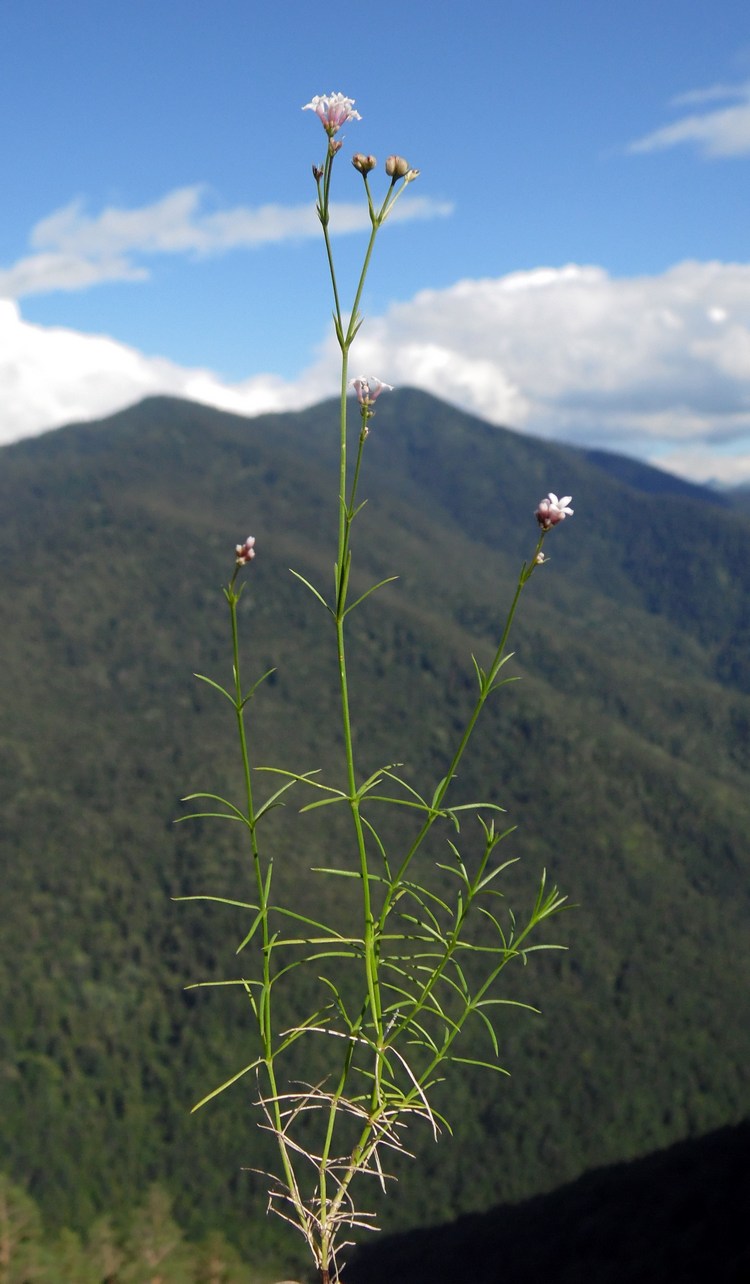 Image of Asperula biebersteinii specimen.