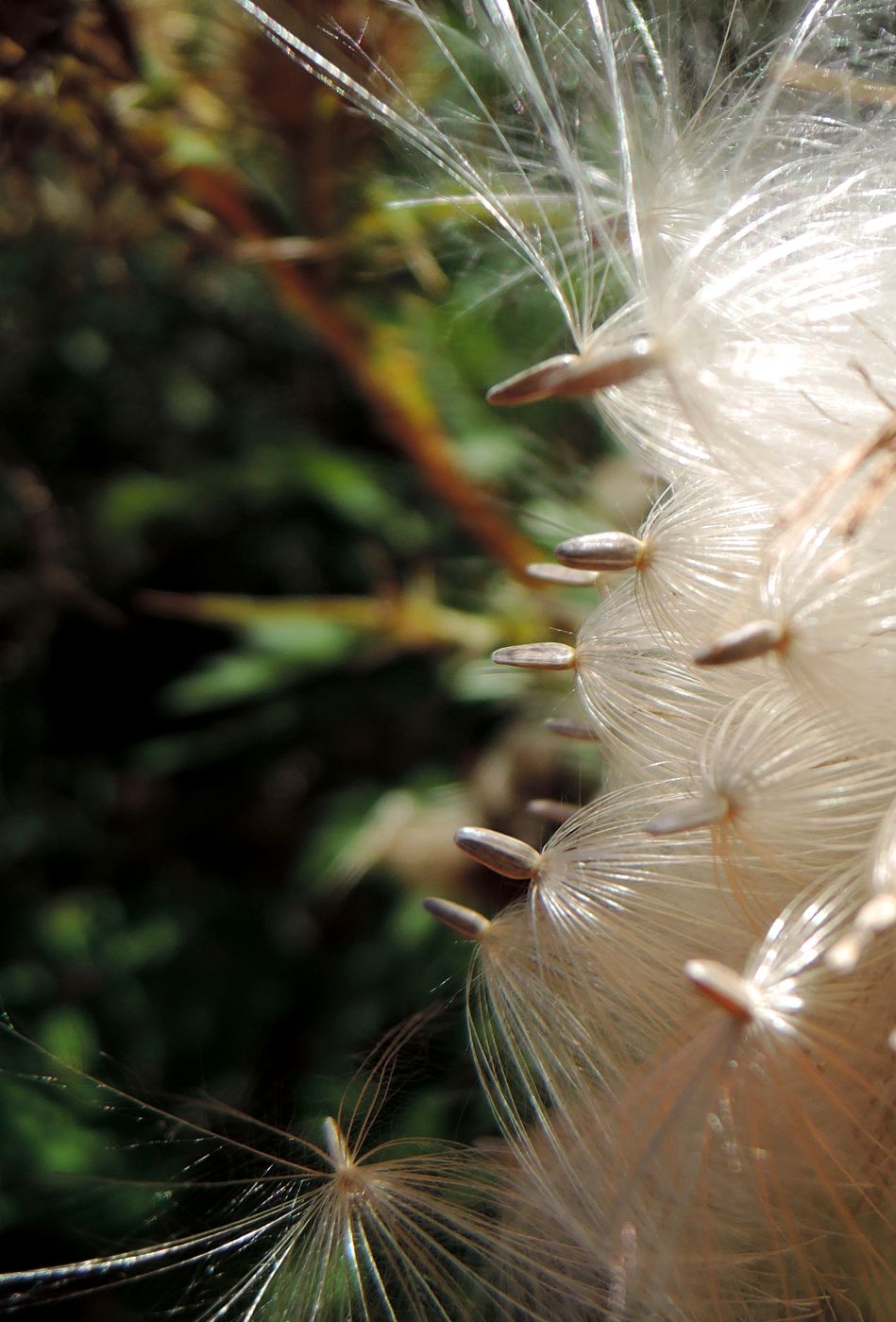 Изображение особи Cirsium vulgare.