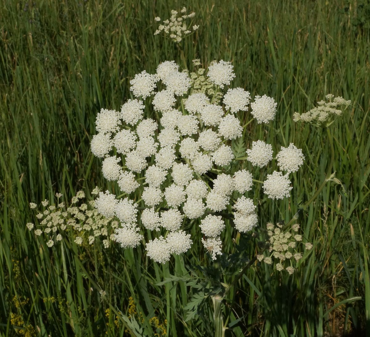 Image of Seseli libanotis specimen.