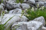 Oxytropis leucantha. Верхушка цветущего растения. Красноярский Край, Таймырский Долгано-Ненецкий р-н, среднее течение р. Котуй, каменистый береговой склон. 12.07.2016.