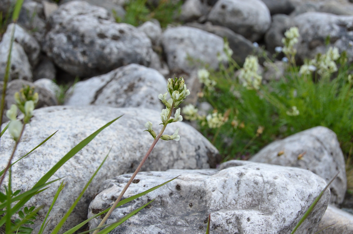 Image of Oxytropis leucantha specimen.